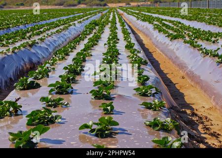 Landwirtschaftliche Feld Erdbeerpflanzen. Reihen von kunststoffbedeckten Hügeln mit jungen Erdbeeren. Industrie, moderne Landwirtschaft, Erdbeerproduktion. Stockfoto