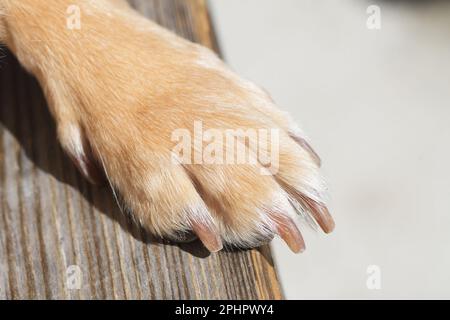 Nahaufnahme einer hellbraunen Hundepfote mit abgeschnittenen Nägeln auf einer Holzbank. Haustiere, Nagelschneiden und -Pflege. Stockfoto