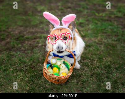 Porträt süßer Corgi-Hund in osterrosa Häschenohren mit einem Korb mit Eiern und Hühnern im Garten Stockfoto