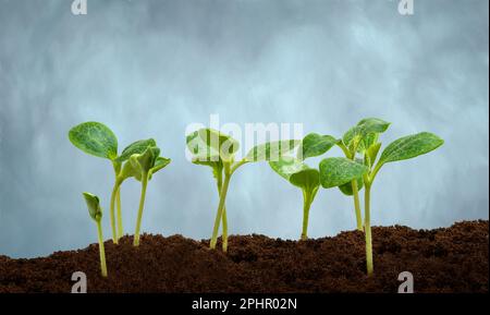 Horizontale Aufnahme mehrerer junger Kürbis-Pflanzen auf blauem grauem Hintergrund mit Kopierbereich. Stockfoto