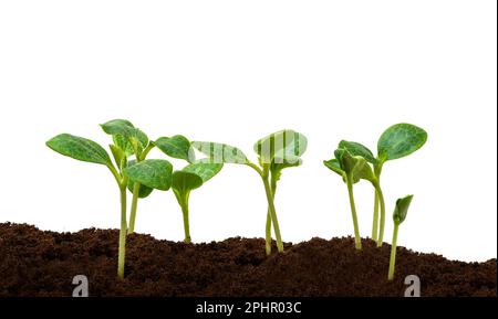 Horizontaler Schuss von mehreren jungen Kürbissprossen isoliert auf weiß mit Kopierraum. Stockfoto