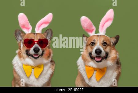 Porträt zweier lustiger Corgi-Hunde in osterrosa Häschenohren auf grünem isoliertem Hintergrund Stockfoto