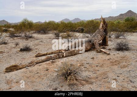 Tote und gefallene saguaro Kaktus Sonora Wüste in Zentral Arizona USA Stockfoto