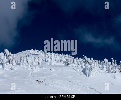 Große Bäume können menschliche Gestalt annehmen. Normalerweise heißen sie Schneeglöster. Die sind auf dem Mount MacKenzie bei Revelstoke, BC, Kanada. Stockfoto