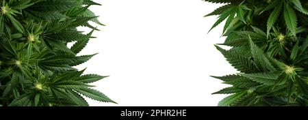 Banner Hintergrund Marihuana Pflanzen isoliert auf weiß Stockfoto