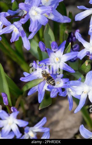 Honigbiene, APIs mellifera, Biene, Insekten, Bee-Friendly, Pflanze, Glory-of-the-Snow, Scilla, Chionodoxa luciliae, in, Frühling Stockfoto