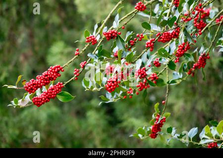 Englische Holly, Baum, Ilex aquifolium, Pflanze, Ilex Beeren Stockfoto