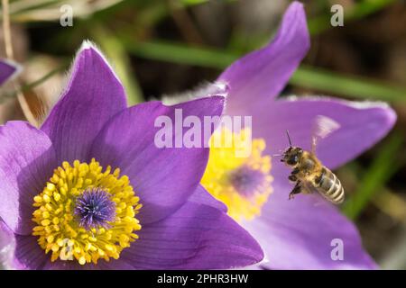 Europäische Honigbiene, Flying, Flower, Pasque Flower, Pulsatilla vulgaris, Bienenfreundlich, Pflanzen im Frühling, Insekten Stockfoto