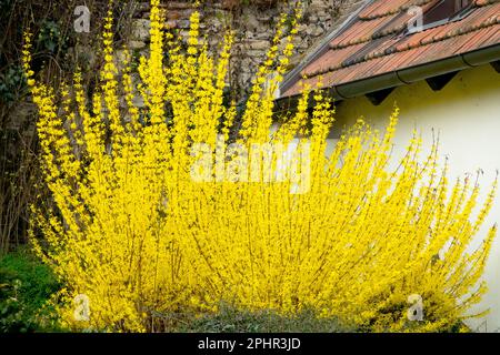 Sträucher, Forsythia x intermedia, blühender Sträucher im frühen Frühjahr, Saison, ländlich, Haus Stockfoto