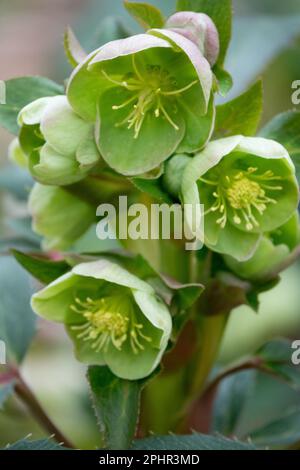 Korsische Helleberore, korsische Rose, Helleborus argutifolius, Holly-Leaf-Helleberore, Frühling, Blume, Hellebore, Blüten Stockfoto