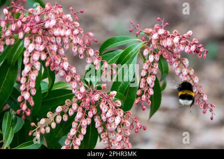 Bombus terrestris, Weiblich, Bumblebee, Fliegende, Bumblebee, Insekten, Lily vom Valley Shrub, Pieris, Bee-Friendly, Pflanzen Frühling Stockfoto