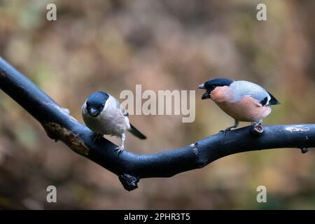 Männlicher Eurasischer Bullfinch (Pyrrhula pyrrhula) mit aggressivem Verhalten gegenüber einem weiblichen Bullfink – Yorkshire, Vereinigtes Königreich (November 2022) Stockfoto