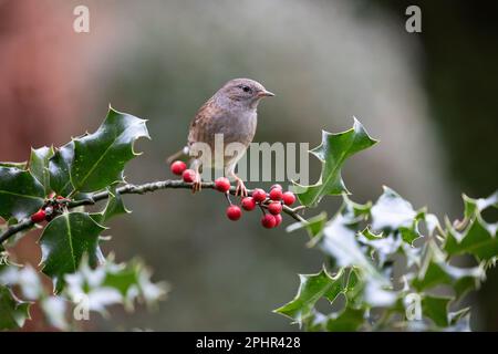 Dunnock (Prunella modularis) auf einem Holly-Zweig voller Beeren – Yorkshire, Vereinigtes Königreich (November 2022) Stockfoto