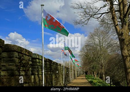 Mauern und Fußweg von Cardiff Castle mit walisischen Flaggen und union Flagge in Folge. März 2023. Feder. Stockfoto