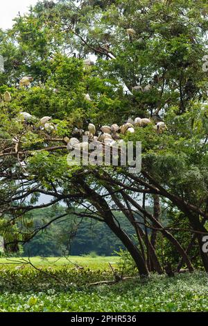 Karanji Naturpark Mysore Karnataka Indien 1 2022. September Vogelbeobachtung im Karanji Naturpark und See in Mysuru Karnataka Stockfoto