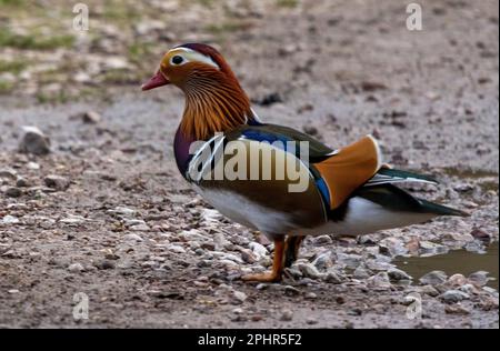 mandarinen entführen das Wasser und fressen Vogelsaat unter den Vogelfuttern Stockfoto