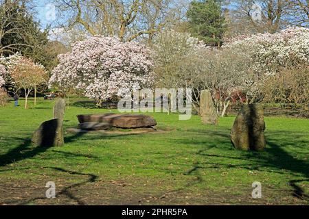 Magnolienbäume im Frühling an einem sonnigen Tag und Teil des Gorsedd-Kreises aus National Eisteddfod, Bute Park, Cardiff Stockfoto