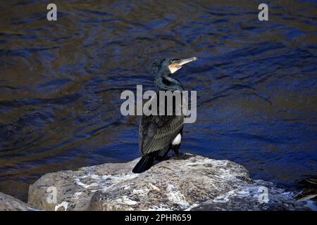 Erwachsener großer Kormorant - Phalacrocorax Carbo - auf einem Felsen im Fluss Taff, Cardiff. März 2023. Frühling Stockfoto