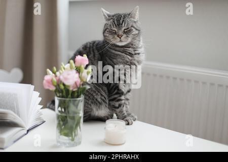Graue Katze, die zu Hause Rosen in Glasvase ansieht. Tabby Katzenporträt. Haustier niedliche Katze und Blumen zu Hause. Süße schottische, gerade Katze drinnen Stockfoto