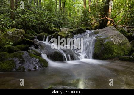 Das Wasser fließt mitten in einem Wald in den Bergen von Tennessee, USA Stockfoto