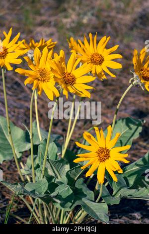 Nahaufnahme der Wildblumen von Arrowleaf Balsamroot an einem sonnigen Frühlingstag Stockfoto