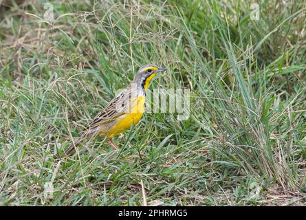 Gelbklauen (Macronyx croceus) auf dem Boden Stockfoto