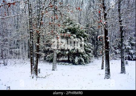 In Missouri, MO, USA, USA, liegt Schnee auf dem Boden und hängt nach einem Schneefall mitten im Winter an den Bäumen fest. Stockfoto