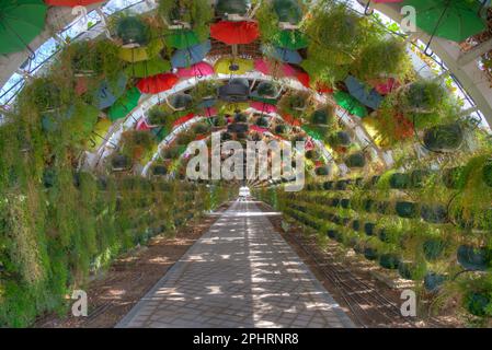 Blumentunnel im Al Masrah Park in Doha, Katar. Stockfoto