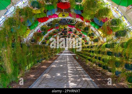 Blumentunnel im Al Masrah Park in Doha, Katar. Stockfoto