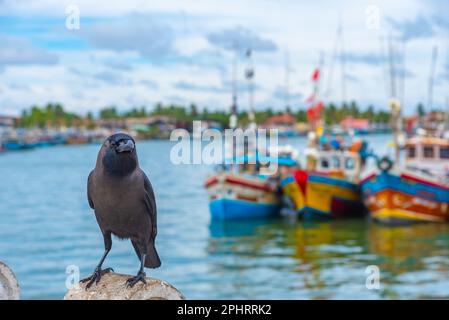 Raven sitzt auf einem Stein im Hafen von Negombo. Stockfoto