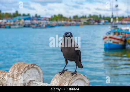 Raven sitzt auf einem Stein im Hafen von Negombo. Stockfoto