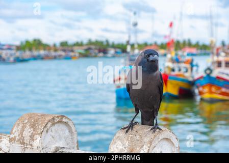 Raven sitzt auf einem Stein im Hafen von Negombo. Stockfoto