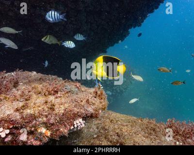 Ein erwachsener Rock Beauty (Holacanthus Tricolor) an einem Riff in Südbrasilien Stockfoto