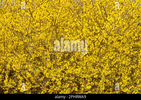 Forsythia mit gelber Hintergrundtextur Stockfoto