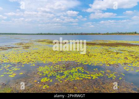 Basawakkulama Wasserreservoir in Anuradhapura in Sri Lanka. Stockfoto