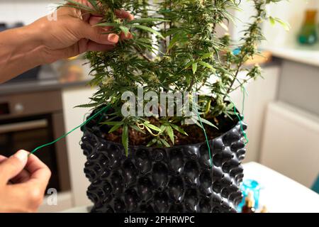 Glückliche Frau mit Cannabisbusch zu Hause, Cannabisanbau im Haus, Kultur des Anbaus von Cannabis zu Hause, das Konzept von Cannabis als Medizin. Stockfoto