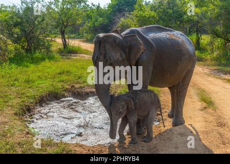 Indischer Elefant, der durch den Hurulu Eco Park in Sri Lanka spaziert. Stockfoto