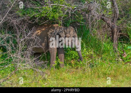 Indischer Elefant, der durch den Hurulu Eco Park in Sri Lanka spaziert. Stockfoto