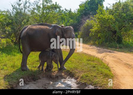 Indischer Elefant, der durch den Hurulu Eco Park in Sri Lanka spaziert. Stockfoto