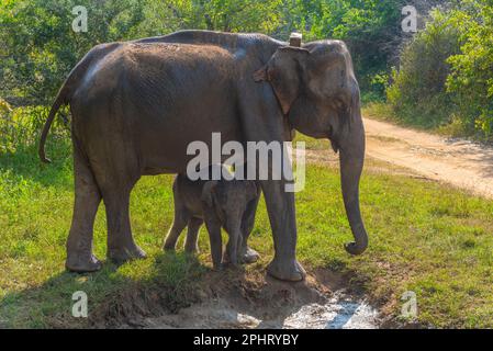 Indischer Elefant, der durch den Hurulu Eco Park in Sri Lanka spaziert. Stockfoto