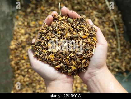 Draufsicht eines weiblichen Bauernmädchens, der Pferdefutter mit Mais, Gerste und Haferkörnern in den Ställen in den Händen hält Stockfoto