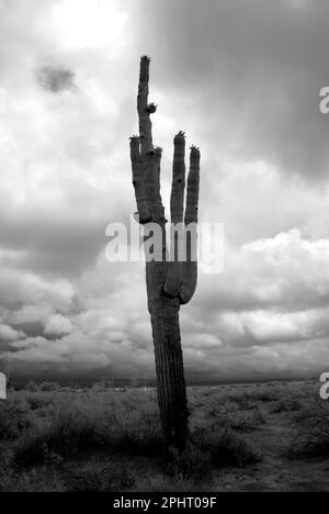 Sonora Wüste in Infrarot Zentral Arizona USA Stockfoto