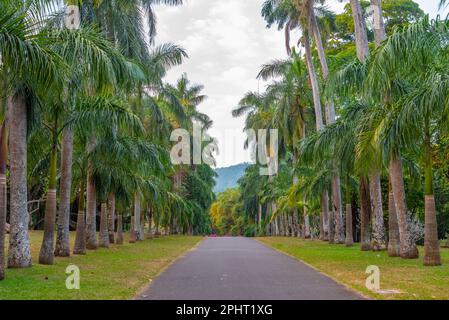 Palmengasse im Royal Botanical Gardwen in Kandy, Sri Lanka. Stockfoto