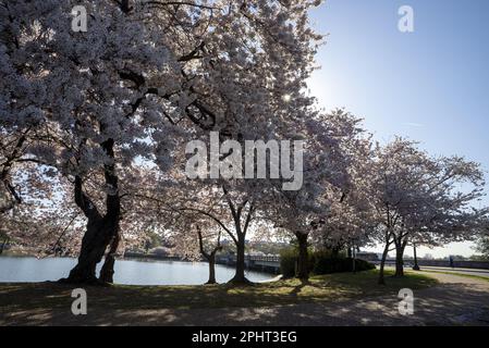 Washington, Usa. 29. März 2023. Die Sonne scheint am Mittwoch, den 29. März 2023, in der Nähe des Tidal Basin in Washington, DC durch blühende Kirschblüten. Foto: Ken Cedeno/UPI Credit: UPI/Alamy Live News Stockfoto