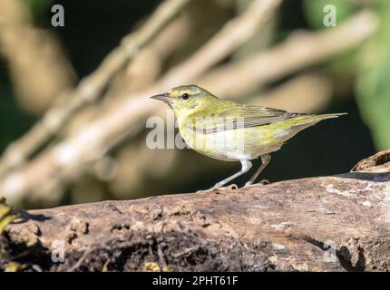 Nahaufnahme von Tennessee Warbler, die im Winter auf einem Holzstamm in der Chiriqui-Provinz, Panama, sitzt. Der wissenschaftliche Name dieses Vogels ist Leiothypis peregrina Stockfoto