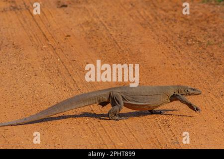 Bengalische Warane im Bundala-Nationalpark in Sri Lanka. Stockfoto