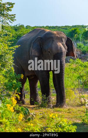 Asiatische Elefanten im Bundala-Nationalpark in Sri Lanka. Stockfoto
