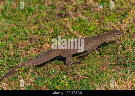 Bengalische Warane im Bundala-Nationalpark in Sri Lanka. Stockfoto