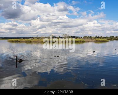 Ballarat Australien / Ballarat Lake Wendouree ist ein Paradies für Wildtiere. Stockfoto