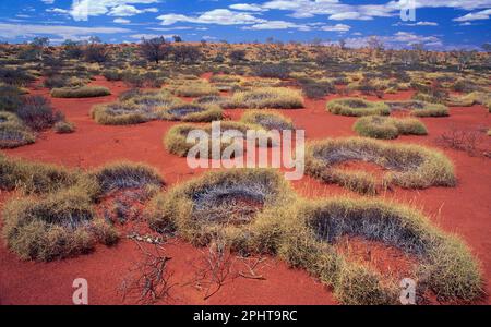 Spinifex (Triodia sp.), Ringe, mit altem Wachstum in der Mitte. Little Sandy Desert, Westaustralien, Australien Stockfoto